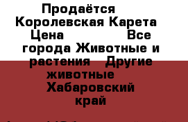 Продаётся!     Королевская Карета › Цена ­ 300 000 - Все города Животные и растения » Другие животные   . Хабаровский край